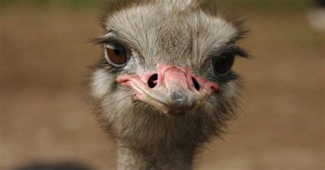 El avestruz: que come, donde vive, características y ...