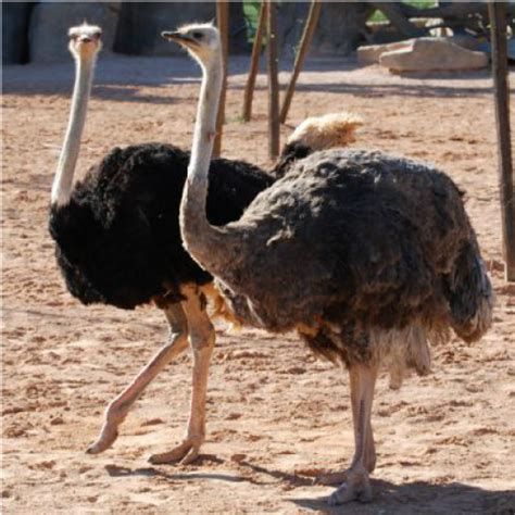 El avestruz — Steemkr