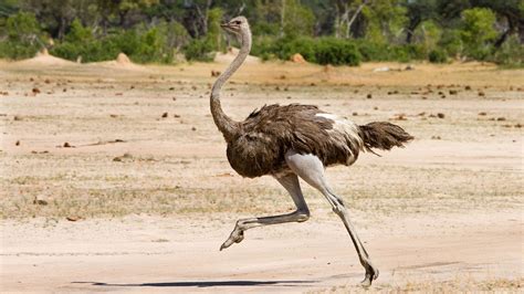 El avestruz: un ave incapaz de volar
