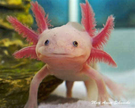 El Axolotl Mexicano | Animales, Del mar y Monstruos gigantes