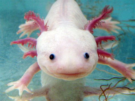 El Axolotl Mexicano   Imágenes   Taringa!