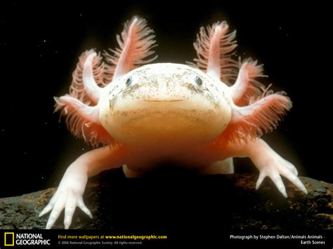 El Axolotl Mexicano   Imágenes   Taringa!