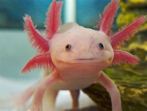 El Axolotl Mexicano   Taringa! | Ajolote, Animales feos ...