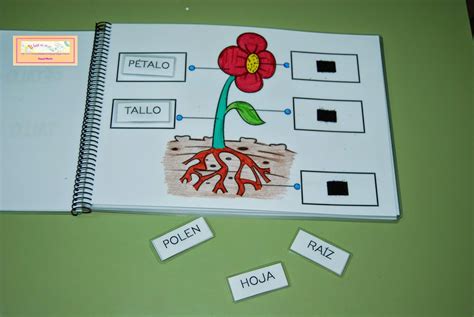 El baúl de A.L: Libro:  las plantas  | Experimentos con plantas ...