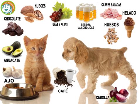 El blog de Biólogos y Veterinarios : ALIMENTOS DAÑINOS PARA NUESTRAS ...