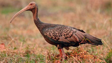 El blog de las especies singulares: El redescubrimiento del ibis gigante