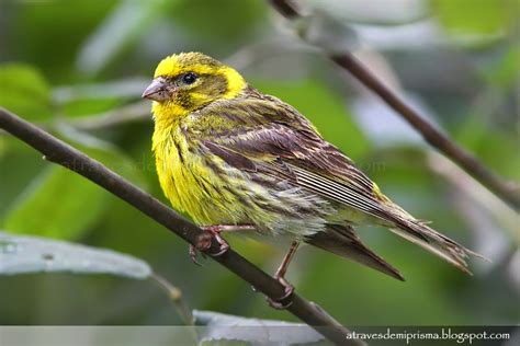 El Blog de Phyllobates: Aves Comunes: Verdecillo Común