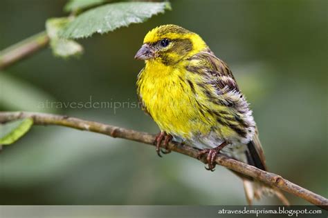 El Blog de Phyllobates: Aves Comunes: Verdecillo Común