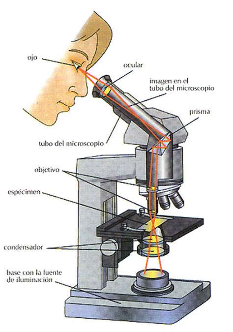 el Blog del Profe de Biolo: Partes del Microscopio óptico ...