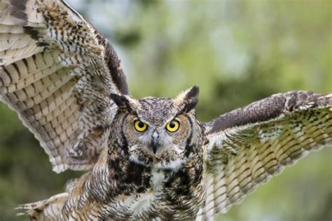 ¿El búho es de buena suerte? Mira lo que te puede ocurrir si te ...