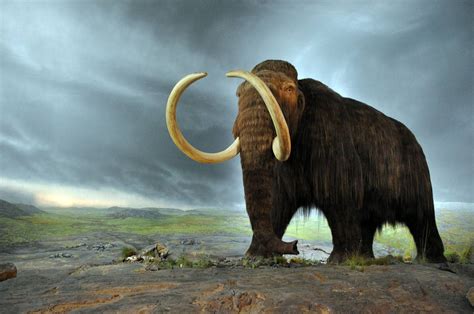 El calentamiento del clima provocó la gran extinción de la megafauna
