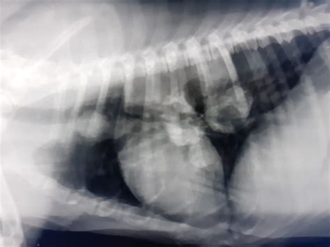 El cáncer de mama en nuestras mascotas. – Hospital Veterinario Lucky