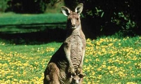 El canguro, símbolo de Australia