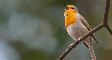 El canto de las aves como asombrosa forma de comunicación: Vitakraft ...