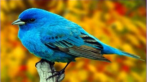 El canto de las aves tiene información del clima   Ciudad ...