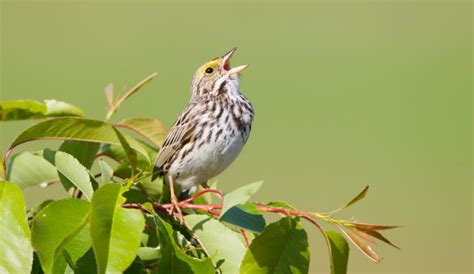 El canto de los pájaros encierra información climática ...