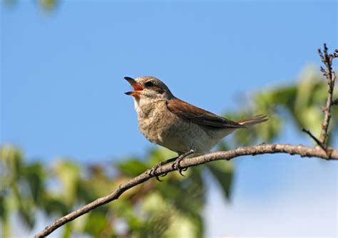 El canto de los pájaros | Mejorando lo presente