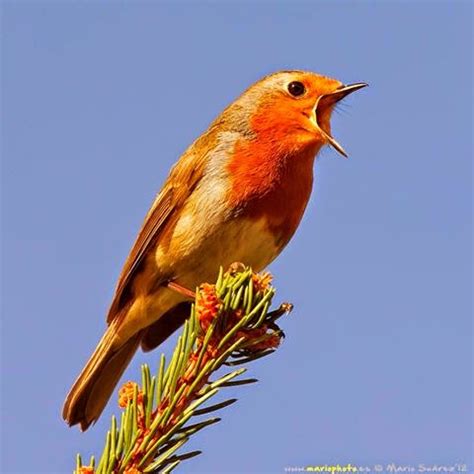 El canto de un pájaro – Reconectate con tu esencia divina