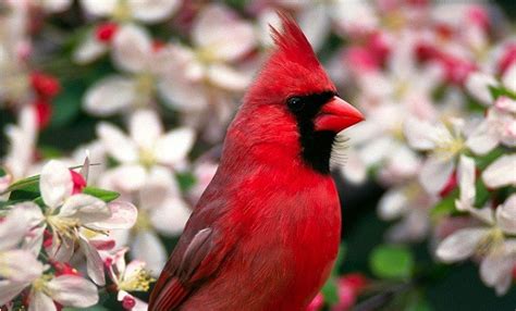 El Cardenal Rojo   MUNDO ANIMAL