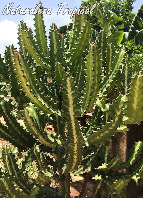 El Cardón o Planta Candelabro, Euphorbia lactea ...