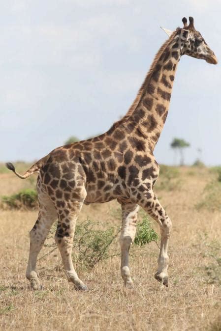 El caso de las jirafas enanas que ha intrigado a los ...