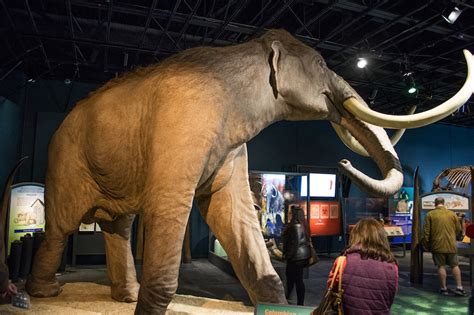 El cementerio de mamuts más grande del mundo está debajo de donde se ...