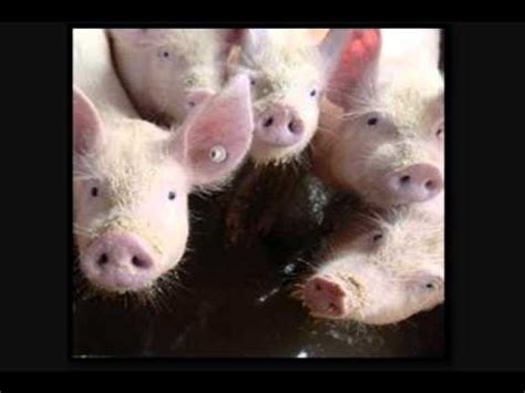 el cerdo según el horóscopo chino   YouTube
