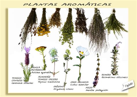 El Cerro del Hierro: Plantas aromáticas
