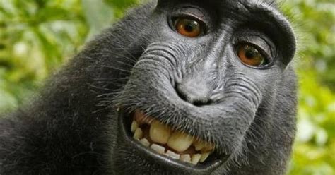 El chango de la selfie  está en peligro de extinción en Indonesia | EL ...