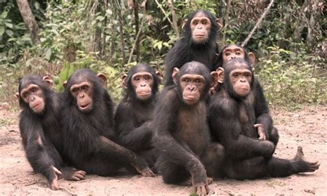 El chimpancé características, donde viven, reproducción e inteligencia ...