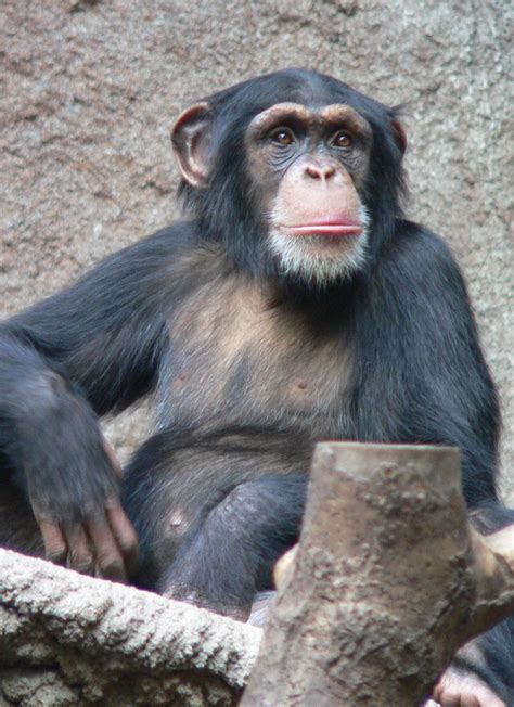 El chimpancé común  Pan troglodytes  es una especie de ...