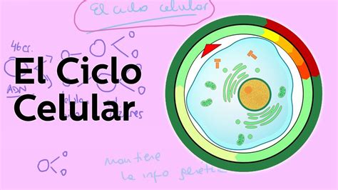 El ciclo celular es un conjunto ordenado de sucesos que conducen al ...