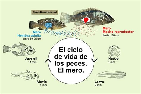 El ciclo de vida de los peces | Ciclos de vida, Vida, Peces