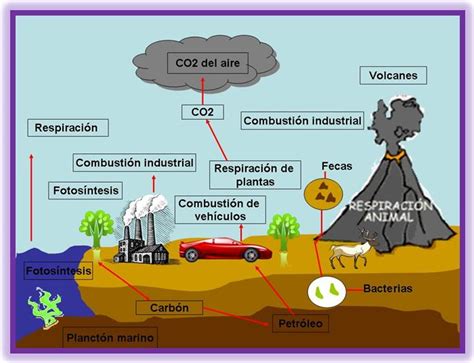 el ciclo del carbono