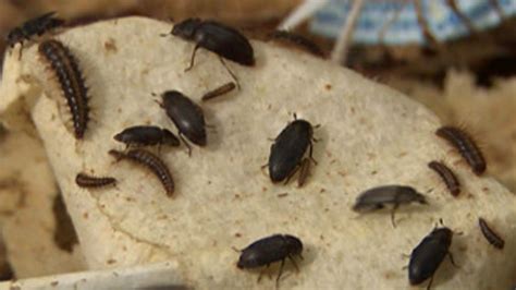 El científico que trabaja con escarabajos que comen animales muertos ...