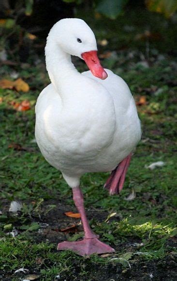 El cisne coscoroba  Coscoroba coscoroba  es una especie de ...