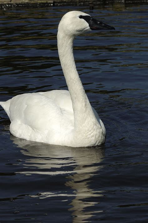 El cisne trompetero  Cygnus buccinator  es una especie de ...