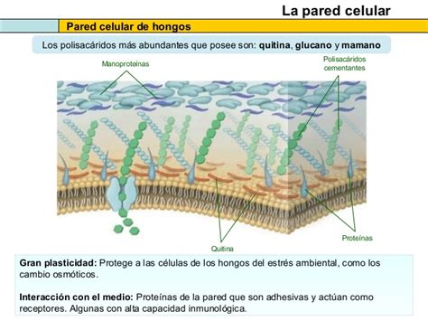 El citosol y las estructuras no membranosas de la célula 2013