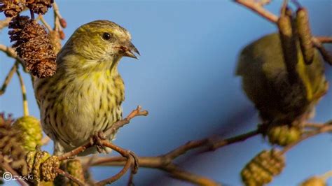 El Ciudadano | Conoce al lúgano; un pequeño pájaro que ...