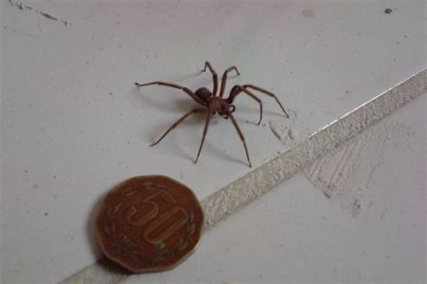 El Ciudadano | FOTO: Hallan tres nuevas especies de arañas ...