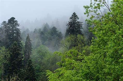 El clima en la Selva Negra   Caminando entre Bosques