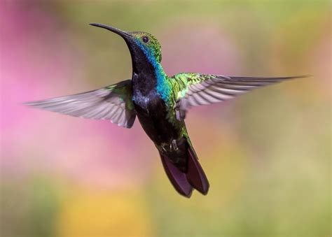 El colibrí es la única ave que vuela hacia atrás y 20 curiosidades más