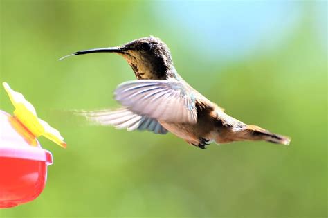 El colibrí es la única ave que vuela hacia atrás y 20 curiosidades más