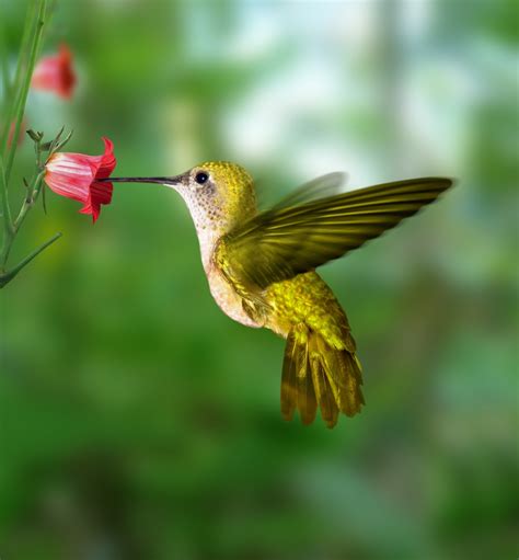 El colibri o picaflor, El ave mas liviano del mundo   Que hay en Internet