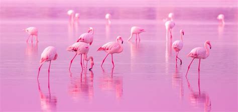 El color de los flamencos | ¿Por qué son de color rosa?