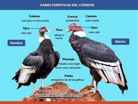 El Cóndor Andino | Animals, Bird, Pandora screenshot