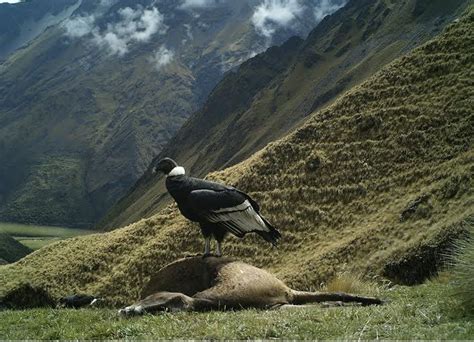 El cóndor andino: ¿Hay esperanza para el rey alado de los Andes ...