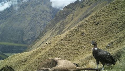 El cóndor andino: ¿Hay esperanza para el rey alado de los Andes ...