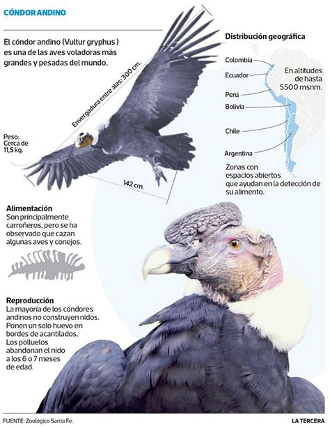 El cóndor andino | Pet birds, Nature animals, Andean condor