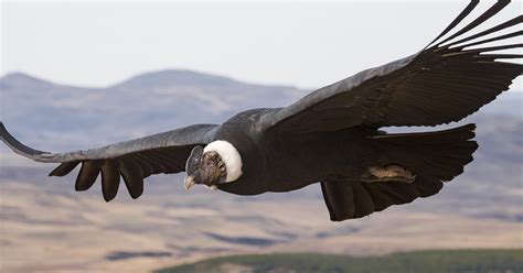 El cóndor andino puede planear por más de 5 horas sin batir las alas